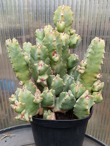 Pianta euphorbia resinifera - euphorbia,