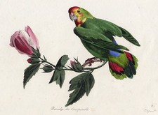 Extra Rara stampa antica-LOVEBIRD-PAPPAGALLO-AGAPORNIS-ROSA-Freres Pauquet-1830