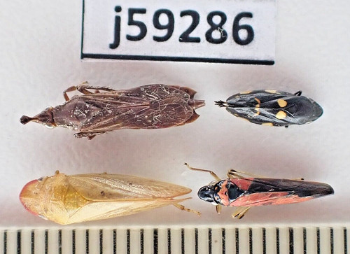 J59286 insetti hemiptera sp - insetti,,