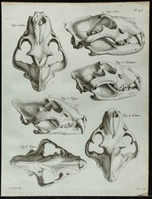 1836 - Teste Leone & Di Tigre
