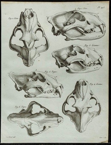 1836 teste leone di tigre - -,