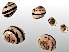 Neritidae, Neritodryas cornea