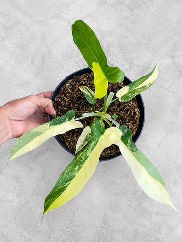Philodendron florida beauty - florida,
