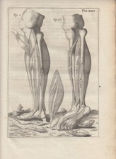 Giulio Casserio anatomia gambe piedi muscoli antica acquaforte 1684 originale