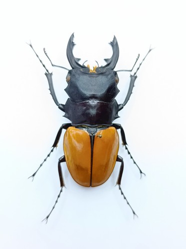 Entomology taxidermy - taxidermy,