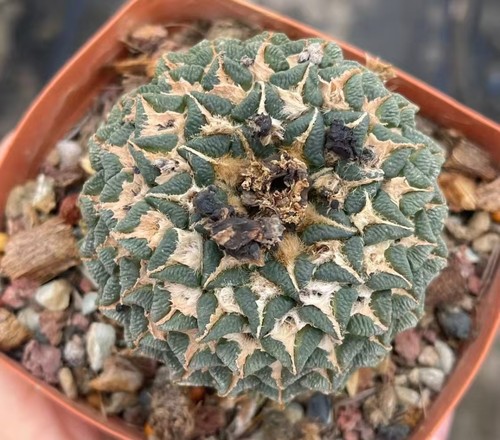 Vendita pianta rara ariocarpus - pianta,
