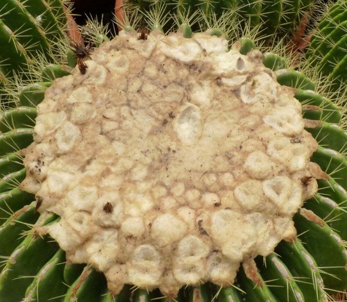 Echinocactus grusonii - , cv