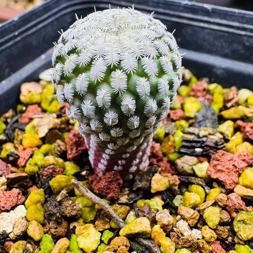 Pianta cactus succulenta - di,
