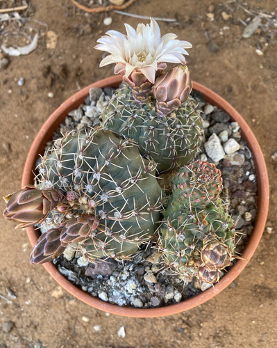 Gymnocalycium quehlianum - quehlianum,