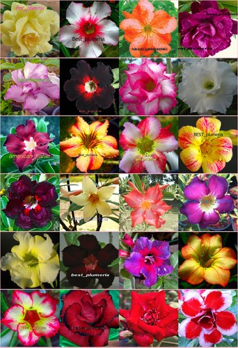 Adenium obesum identificato - adenium, "identificato