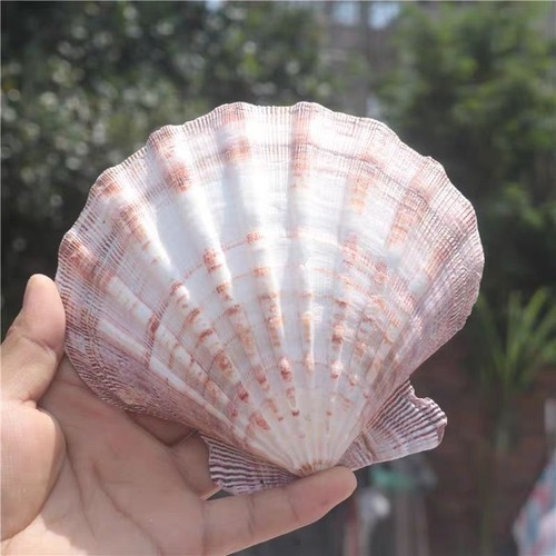 Conchiglia mare naturale 15 - conchiglia,