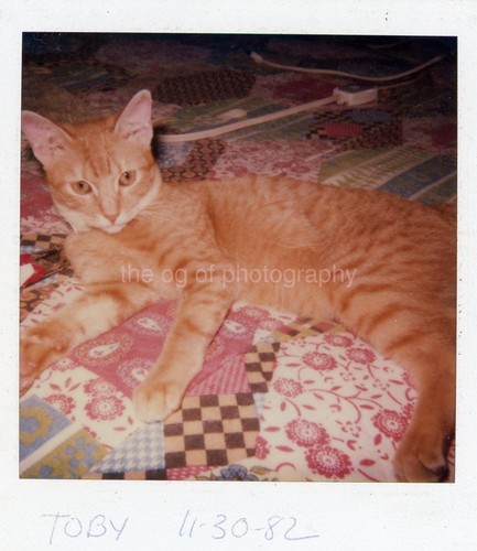 Trovata foto gatto vintage - foto,