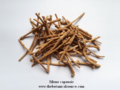 Silene capensis undlela - capensis,