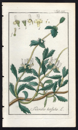 1800 johannes zorn icones - johannes,