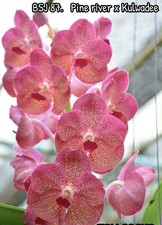 4  Different Vanda  Seedling