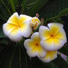 1 talea"di Plumeria "Palermitana tonda" -Cutting" lunga dai 30/50 cm