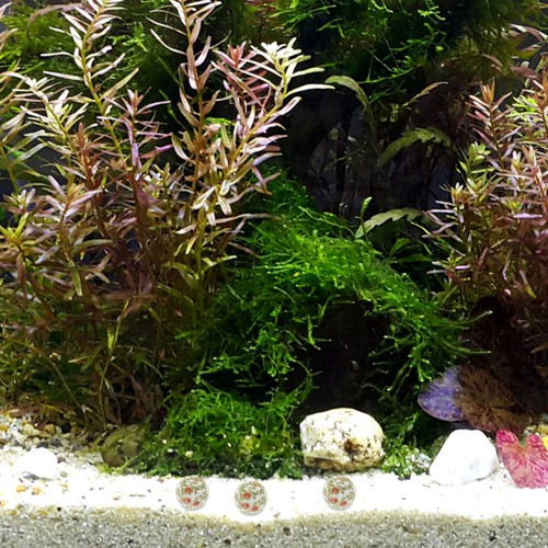 Decorazioni per acquario - , pesci