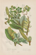1905 Pascoli Diversi Tipi