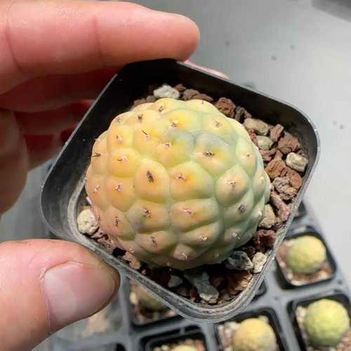 Cactus pz raro - cm,