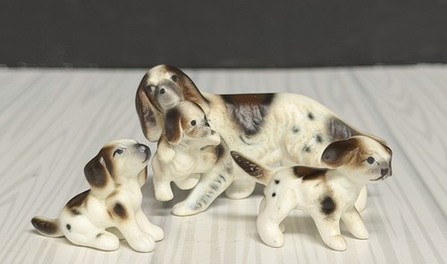 Setter inglese miniatura - in,