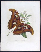 1798,TOP DONOVAN RARO INSETTI DELLA CINA ATLANTE SATURNIA dipinti a mano WJ1