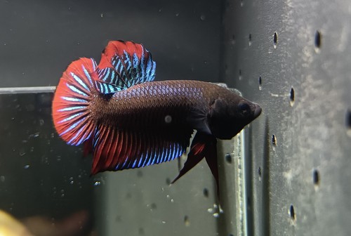 Betta splendens selvatico wild - splendens,