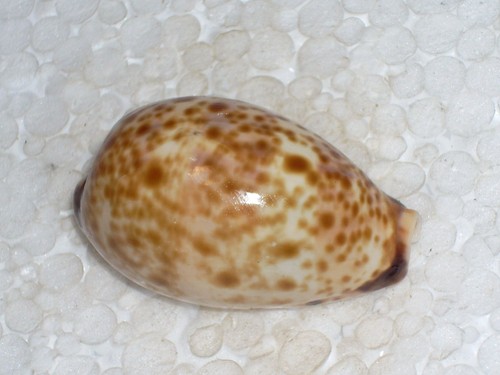 Cypraea lynx pardalis pattern - lynx,