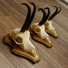 Corna Di Camoscio 3 Pezzi