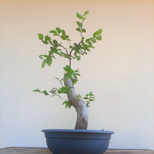 Bonsai carpino bianco - bonsai,
