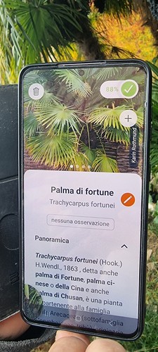 Palma della fortuna - 🌴,