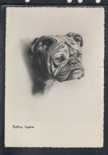 Cartolina razze cane - di,