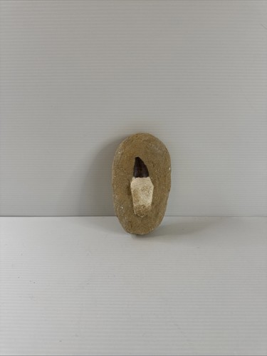 Dente fossile mosasauro in - fossile,