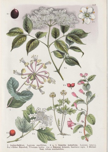 Caprifoglio piante ribes - caprifoglio,