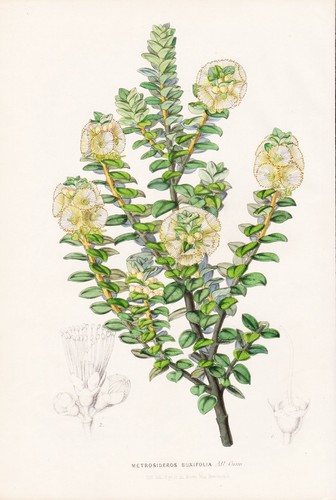 Metrosideros buxifolia fiori - metrosideros,