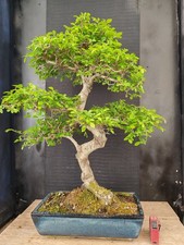 bonsai  olmo cinese   h 79 cm