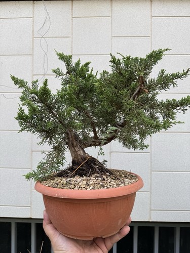Itoigawa ginepro - , (taglia