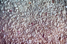 NEW! starter KIT  SABBIA viva LIFE SAND + GRACILARIA red  acquario reef marino