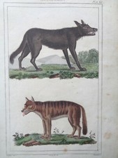 Buffon/Vauthier Incisione