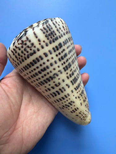 133 cono leopardo - 133,7, mm