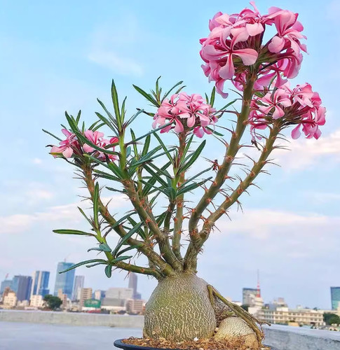 Pianta succulenta cactus - di,