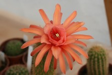 Hildewintera 'Andenken an Friedrich Ritter' Hybride-Echinopsis,Trichocereus
