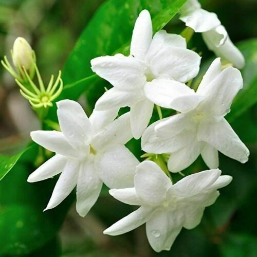 Gelsomino bianco jasminum - bianco, "jasminum