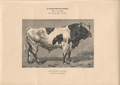 Stampa antica toro - antica, razza