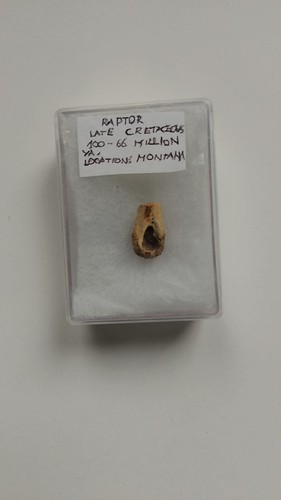 Raptor vertebra fossil tardo - vertebra,