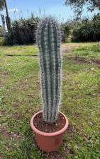 PACHYCEREUS PRINGLEI - CACTUS
