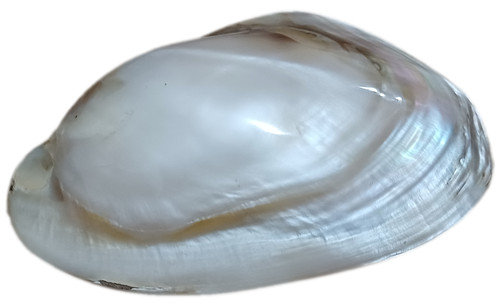 Conchiglia madreperla