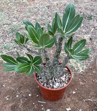 PACHYPODIUM HOREMBENSE -