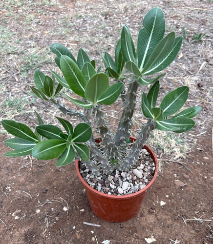 Pachypodium horembense - horembense,
