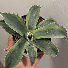 Agave ovatifolia 'Orca' -