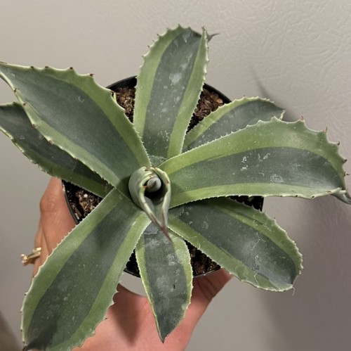 Agave ovatifolia orca - agave, 'orca'